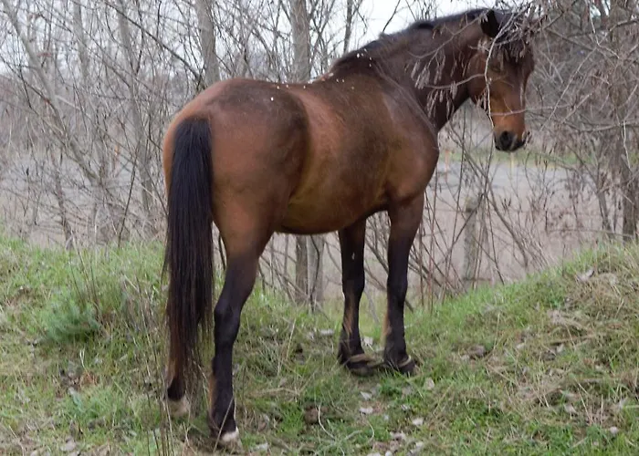 아파트호텔 Chateau Del Marina Complex