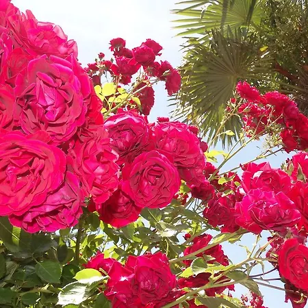 מלון דירות Chateau Del Marina Complex נסבר