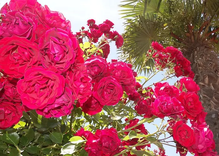 Aparthotel Chateau Del Marina Complex Nesebar